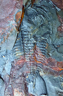 Trilobit Neufundland