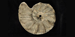 Fossil Aus Muschelkalk 250x125
