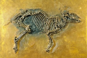 Propalaeotherium